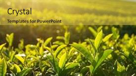 Presentation with tea leaves - Cool new slide set with green tea leaves close-up mae chan tea plantations in northern thailand backdrop and a yellow colored foreground