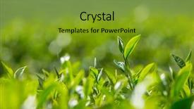  Presentation with tea leaves - Audience pleasing presentation theme consisting of green tea leaves close-up mae chan tea plantations in northern thailand backdrop and a tawny brown colored foreground