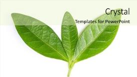  Presentation with tea leaves - Cool new PPT theme with green tea leaves isolated backdrop and a soft green colored foreground