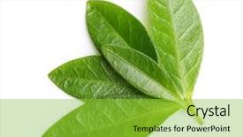  Presentation with tea leaves - Colorful PPT layouts enhanced with green tea leaves isolated backdrop and a yellow colored foreground