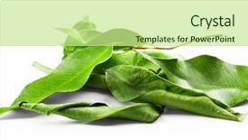  Presentation with tea leaves - Cool new presentation theme with green tea leaves isolated backdrop and a mint green colored foreground