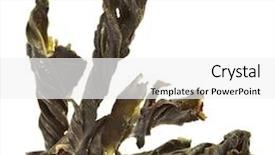  Presentation with green tea - Slides consisting of green tea of bitter herb kuding on a white background background and a white colored foreground