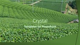  Presentation with tea plant - Cool new slides with green tea plant backdrop and a tawny brown colored foreground