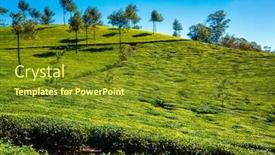  Presentation with munnar - Audience pleasing slide deck consisting of green-tea-plantation backdrop and a tawny brown colored foreground