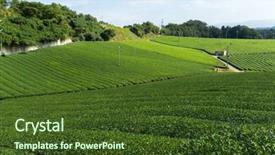  Presentation with tea plantation - PPT theme featuring green tea plantation background and a tawny brown colored foreground
