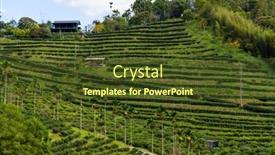  Presentation with green tea - Presentation enhanced with green-tea-tree-field background and a  colored foreground