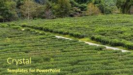  Presentation with green tea - 