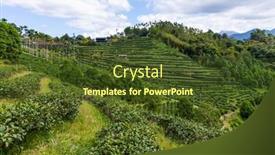  Presentation with green tea - Slide set featuring green-tea-tree-field background and a tawny brown colored foreground