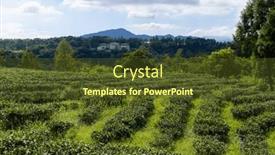  Presentation with green tea - Slide deck enhanced with green-tea-tree-field background and a tawny brown colored foreground