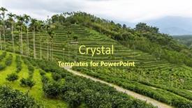  Presentation with green tea - Slides consisting of green-tea-tree-field background and a tawny brown colored foreground