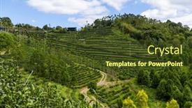  Presentation with green tea - Presentation enhanced with green-tea-tree-field background and a tawny brown colored foreground