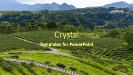  Presentation with green tea - 