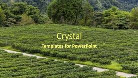  Presentation with green tea - PPT theme with green-tea-tree-field background and a tawny brown colored foreground