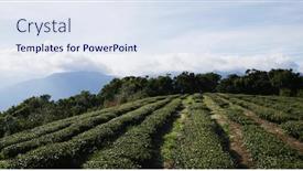  Presentation with green tea - 