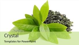  Presentation with tea - Colorful PPT theme enhanced with green tea with leaf isolated backdrop and a yellow colored foreground