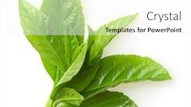  Presentation with tea leaves - Audience pleasing theme consisting of green-tea-with-leaves-isolated backdrop and a white colored foreground