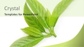  Presentation with tea leaves - Cool new slides with green-tea-with-leaves-isolated backdrop and a yellow colored foreground