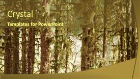  Presentation with moss - 