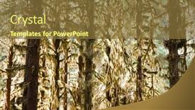  Presentation with moss - 