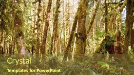  Presentation with moss - 