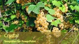  Presentation with currant - Beautiful PPT theme featuring  backdrop and a  colored foreground