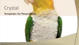  Presentation with green trees in park - Slide deck consisting of green-thighed-parrot-standing-6 background and a yellow colored foreground