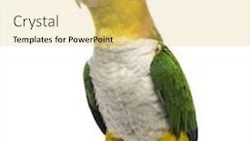  Presentation with parrot - Audience pleasing theme consisting of green-thighed-parrot-standing-6 backdrop and a yellow colored foreground