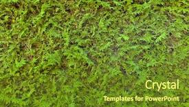  Presentation with privacy - Audience pleasing theme consisting of demarcation - green thujahecke symbol photo backdrop and a tawny brown colored foreground