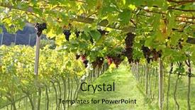  Presentation with wine green - Amazing slide deck having green tour - ripe red wine grapes hanging backdrop and a yellow colored foreground