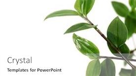  Presentation with white green - Audience pleasing slide set consisting of green-tradescantia-tradescantia-branches backdrop and a white colored foreground