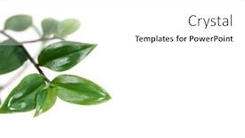  Presentation with white green - Amazing slide set having green-tradescantia-tradescantia-branches backdrop and a white colored foreground