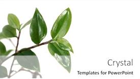  Presentation with white and green - Colorful theme enhanced with green-tradescantia-tradescantia-branches backdrop and a white colored foreground