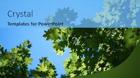  Presentation with corner - Slide deck having green tree brances frame corner with blue sky and sun flare in background background and a light blue colored foreground