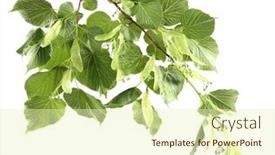  Presentation with green tree - Slides with green-tree-branch-isolated background and a  colored foreground