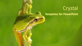  Presentation with green nature - Amazing PPT theme having green-tree-frog-hyla-arborea backdrop and a tawny brown colored foreground