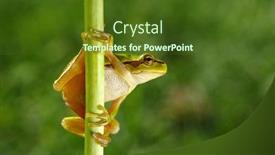  Presentation with tree sky trees green - Presentation theme consisting of green-tree-frog-hyla-arborea background and a tawny brown colored foreground