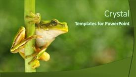  Presentation with green tree - Audience pleasing PPT theme consisting of green-tree-frog-hyla-arborea backdrop and a tawny brown colored foreground