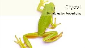  Presentation with frog - Amazing slide deck having green-tree-frog-isolated backdrop and a blonde colored foreground