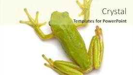  Presentation with green tree - Amazing theme having green-tree-frog-isolated backdrop and a blonde colored foreground