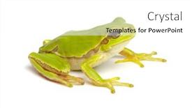  Presentation with green tree - Beautiful slide deck featuring green-tree-frog-isolated backdrop and a white colored foreground