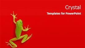  Presentation with green tree - Colorful presentation design enhanced with green-tree-frog-isolated backdrop and a gray colored foreground