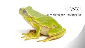  Presentation with green tree - Presentation design featuring green-tree-frog-isolated background and a white colored foreground