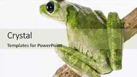  Presentation with single tree - PPT theme with green tree frog isolated background and a yellow colored foreground