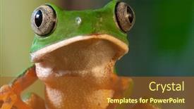  Presentation with amazon jungle - Audience pleasing presentation consisting of green tree frog monkey frog phyllomedusa tomopterna beautiful amphibian of amazon rain forest nocturnal animal with big eyes tropical exotic frog from jungle with copy space backdrop and a tawny brown colored foreground