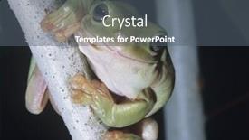  Presentation with frog - Beautiful presentation design featuring green tree frog on branch close-up backdrop and a gray colored foreground