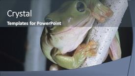  Presentation with frog - Beautiful PPT layouts featuring green tree frog on branch close-up backdrop and a dark gray colored foreground
