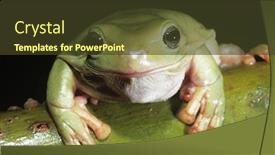 Presentation with frog - Beautiful slides featuring green tree frog on branch close-up backdrop and a tawny brown colored foreground