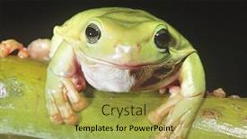  Presentation with frog - Presentation design having green tree frog on branch close-up background and a yellow colored foreground