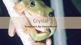  Presentation with frog - Slide deck consisting of green tree frog on branch close-up background and a lemonade colored foreground