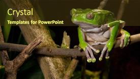  Presentation with amazon jungle - Colorful theme enhanced with green tree frog on branch of tropical rain forest amazon amphibian sitting in jungle backdrop and a tawny brown colored foreground